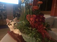 4B82AE3E-9EE1-42CE-A903-2187F8EBC912.jpeg 4B82AE3E-9EE1-42CE-A903-2187F8EBC912.jpeg