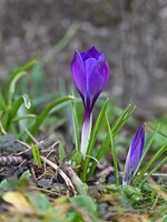 DSC_5322.jpg