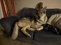 IMG-20230207-WA0007.jpg IMG-20230207-WA0007.jpg