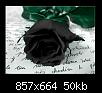 $Black_Rose.jpg $Black_Rose.jpg