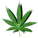 $cannabis.jpg $cannabis.jpg