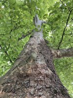 IMG_5556.jpeg