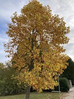 IMG_5924.jpeg
