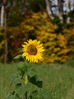 DSC_2815.jpg