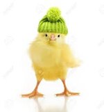 Nette Kleine Huhn In Grüner Strickmütze Isoliert Auf Weißem Hintergrund  Lizenzfreie Fotos, Bilder und Stock Fotografie. Image 32040344.