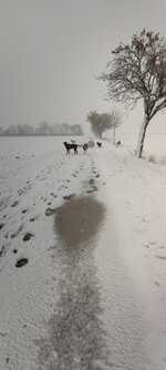 IMG_20231202_110309.jpg