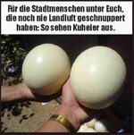 IMG_2379.jpeg