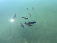 IMG_3253.jpeg