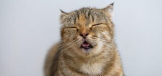 Katze_hechelt_1507005557.jpg