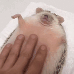 fd5d7569a4367154d5955217e670a93b.gif