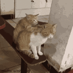 f8b2216f4ab0fb69e69a2cff42c05b6a.gif
