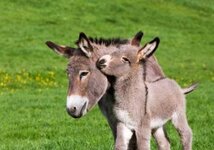 Baby_Donkey_with_Mother_82c5f772-ff42-448d-9f4b-47d0e67a9163.jpg