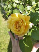 IMG_20240511_100653.jpg IMG_20240511_100653.jpg