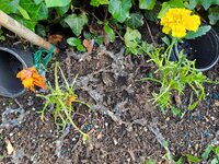 20240629_182903.jpg 20240629_182903.jpg