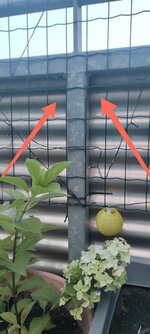 IMG_20240710_203936.jpg IMG_20240710_203936.jpg