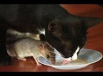 9 Beweise, dass Katzen auch mit anderen Tieren Freundschaft schliessen