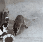 1733428258489.gif