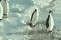 1733940950823.gif