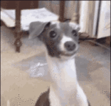 cute-dog.gif cute-dog.gif