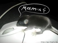mama.jpg