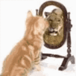 cats-mirror.gif