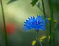 1737941154317.png 1737941154317.png