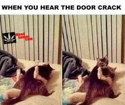 [hum]kitty porn_2.jpg