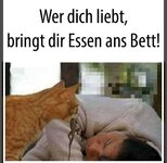 katze.jpg