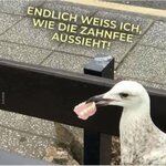 zahnfee.jpg