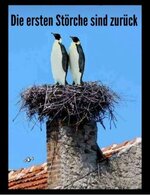 störche.jpg