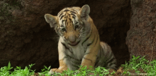 3a3f6091daece5c981e47a4f4651e4fb.gif