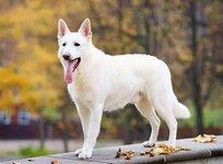 weisser-schaeferhund-hunderassen-760x560.jpg