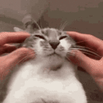 1743347926897.gif