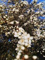 IMG_20250406_082127.jpg