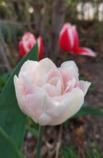 20250417_075052.jpg 20250417_075052.jpg