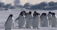 ee7d4262405fae4a4c95fe7fbafa7fcb_w200.gif