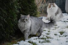 img_8011.jpeg