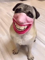 1000035663.gif