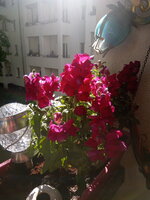 IMG_20250428_161801_1.jpg