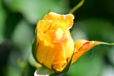 DSC_6063.jpg