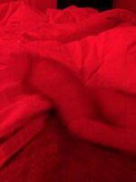 IMG_1377.jpeg