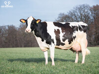 OG-Kenda-daughter-of-BRETAGNE.jpg OG-Kenda-daughter-of-BRETAGNE.jpg