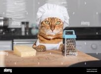 Lustige Katze in einer weißen Schürze und einem Kochhut neben Hartkäse und  einer Reibe Stockfotografie - Alamy