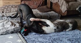 IMG_20250511_082409.jpg IMG_20250511_082409.jpg