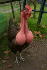 Cockus enormus.jpeg