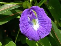 images(196).jpg