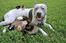 YOU DON'T HAVE TO LOOK ALIKE-Siamese_Pitbull_chicks.jpg