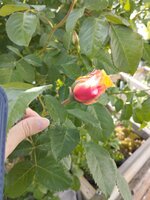 IMG_20250521_142953.jpg