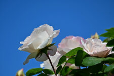DSC_8471_.jpg