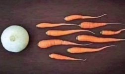 So werden Veganer gezeugt....png